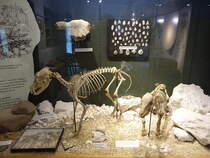 Avebury, Ausstellung im Alexander Keiller Museum (17.05.2024)