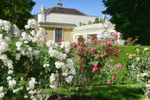 Ein Teil des westlichen Teils von Schloss Schnbrunn vom Kammergarten aus gesehen. Hinter der Kuppel sieht man das Portal zwischen dem Hauptgebude und einem der Flgel, die den Eingangshof umgeben. Aufnahme: 19. Mai 2024.