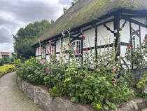 Das Dorf Sieseby an der Schlei ist bekannt durch seine zahlreichen restaurierten reetgedeckten Huser. Seit 2000 steht der Ort als erstes Flchendenkmal in Schleswig-Holstein unter Denkmalschutz. Aufnahme: 4. August 2024.
