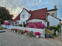 Ein Meer aus Petunien verziert dieses Haus im polnischen Ostseebad Chłopy. (September 2024)