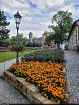 Blumenpracht im Innenhof der Festung Knigstein. Dieser beherbergt unter anderem die im Hintergrund stehende Garnisonskirche.

🕓 17.8.2024 | 14:40 Uhr