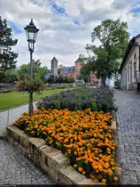 Blumenpracht im Innenhof der Festung K�nigstein. Dieser beherbergt unter anderem die im Hintergrund stehende Garnisonskirche.

🕓 17.8.2024 | 14:40 Uhr