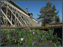 Krokusse blhen am 16.03.2025 vor dem Gradierwerk von Schnebeck.