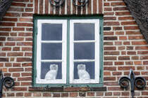Gaube am Friesenhaus mrang Hs im Dorf Nebel auf der Nordseeinsel Amrum. ber lange Zeitrume hinweg gab es in der Geschichte auf Amrum viermal so viele Frauen wie Mnner, wenn die Mnner auf langer Seereise waren. Die Frauen stellten kleine Hundefiguren ins Fenster. Wenn die Hunde aus dem Fenster blickten, war das ein Zeichen dafr, dass ihr Mann nicht zu Hause war. Und umgekehrt: Wenn die Hunde dem Fenster den Rcken zukehrten, bedeutete das, dass ihr Mann zu Hause war. Aufnahme: 6. Mai 2025.