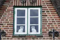 Gaube am Friesenhaus ��mrang H�s im Dorf Nebel auf der Nordseeinsel Amrum. �ber lange Zeitr�ume hinweg gab es in der Geschichte auf Amrum viermal so viele Frauen wie M�nner, wenn die M�nner auf langer Seereise waren. Die Frauen stellten kleine Hundefiguren ins Fenster. Wenn die Hunde aus dem Fenster blickten, war das ein Zeichen daf�r, dass ihr Mann nicht zu Hause war. Und umgekehrt: Wenn die Hunde dem Fenster den R�cken zukehrten, bedeutete das, dass ihr Mann zu Hause war. Aufnahme: 6. Mai 2025.