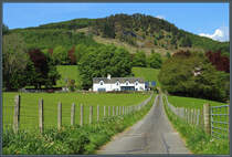 Ein kleiner Bauernhof mit Schafherden bei Pitlochry. (13.05.2025)