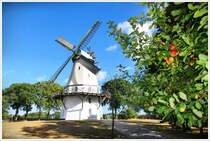 Die Windmhle von Sprengel bei Schneverdingen zur Zeit der Apfelernte. Anfang September 2025