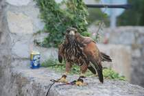 PE��SCOLA (Provincia de Castell�n), 01.10.2007, Greifvogelschau