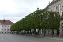 Baumallee am Neuen Platz in Klagenfurt. 05.05.2026