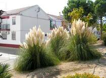 MONTORO (Provincia de C�rdoba), 29.09.2005, an der Avenida de Doctor Fleming