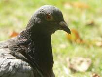 Spa muss auch mal sein. Das hier ist eine Impression aus Chester. August 2006