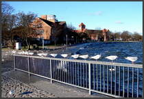 Steife Brise an der Stralsunder Mole. Selbst die Mwen haben Flugverbot