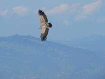 Eine Flugshow der besonderen Art wird am Pfnder angeboten. August 2005
