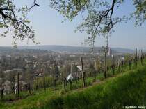 Ob der Goldenberger 2010 ein guter Jahrgang wird, wird sich im Sommer zeigen, der 24.4.2010 leistete jedenfalls einen guten Beitrag dazu.