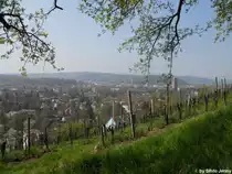 Ob der Goldenberger 2010 ein guter Jahrgang wird, wird sich im Sommer zeigen, der 24.4.2010 leistete jedenfalls einen guten Beitrag dazu.