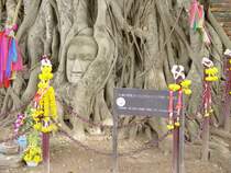 Eine antike Tempelstadt in der thailndischen Stadt Sukothai, einer ehemaligen Hauptstadt des Knigreiches Siam. Bei einem der Tempel haben die Wurzeln eines heiligen Baumes, eines Banyan-Baumes, nur das Gesicht einer Statue frei gelassen (im Sept. 2006)
