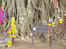 Eine antike Tempelstadt in der thail�ndischen Stadt Sukothai, einer ehemaligen Hauptstadt des K�nigreiches Siam. Bei einem der Tempel haben die Wurzeln eines heiligen Baumes, eines Banyan-Baumes, nur das Gesicht einer Statue frei gelassen (im Sept. 2006)