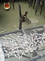 Fischfang in dem kleinen Dorf der  Seezigeuner  in der Andaman See im Sden Thailands am 23.10.2006