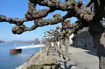 Gestutzte B�ume an der Rheinuferpromenade in Unkel - 23.03.2011