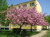 Grevesmhlen; Ploggenseering zur Kirschbaumbltenzeit [25.04.2011]