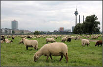 . In Dsseldorf, 30.08.2011 (Matthias)