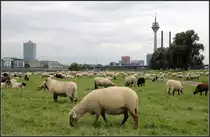 . In D�sseldorf, 30.08.2011 (Matthias)