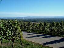 Blick auf Basel von den sdlichsten Weinbergen des Markgrflerlandes, im Hintergrund die Schweizer Jura Okt.2005
