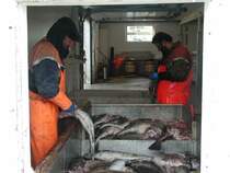 In den Fischfabriken werden die Dorsche ausgenommen, gesalzen und paarweise zusammengebunden. In Kisten gelagert werden sie mit Traktoren und LKWs zu den Fischgestellen gebracht.