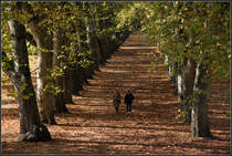 . Herbst in Tbingen - Platanenallee auf der Neckarinsel, Oktober 2011 (Matthias)
