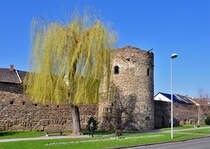 Ahrweiler - Weide vor der Stadtmauer - 15.03.2012