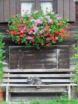 Im sch�nen �rtchen Gunzesried im gleichnamigen Tal (zu Blaichach geh�rig) wurde dieses K�tzchen auf der Bank aufgenommen (Oberallg�u - Sommer 2008)