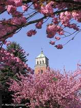 Kirchturm von Heilig Kreuz Butendorf inmitten einem Bltenmeer aus japanischen Kirschblten (Gladbeck / NRW - April 2005)