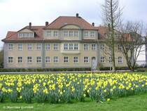 Osterglocken am Jovyplatz zu Gladbeck (NRW - April 2006)