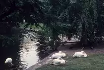 Wien Stadtpark am 19. Juni 1971.