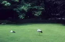 Wien Stadtpark am 19. Juni 1971.