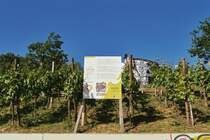 Hamburgs Weinberg an den Landungsbrcken in St.Pauli. Foto vom 01.05.2011.