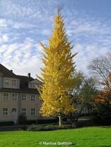 Herbststimmung am Jovyplatz (Gladbeck, NRW - November 2006)