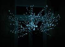 Dieses Bild entstand in Dormagen Zons, einer alten Festungsstadt zwischen Kln und Neuss am Niederrhein. Aufnahme vom 30.12.2011