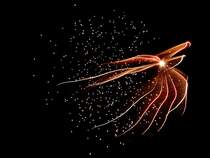 Feuerwerkskrper explodiert in der Neujahrsnacht; 130101