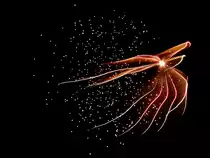 Feuerwerksk�rper explodiert in der Neujahrsnacht; 130101