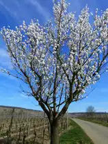 Deutschland, Rheinland-Pfalz, Landkreis Trier-Saarburg, Moselradweg bei Th�rnich. 20.03.2011
