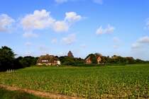 Diesen Blick auf Nieblum (Insel Fhr) gibt es nur, solange der unvermeidliche (?) Mais die Perspektive noch nicht verdeckt. Aufgenommen am 2. Juli 2013.