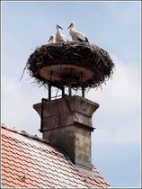 Auf dem Dach einer Turnhalle in Arendsee, nur ca. 100 m hinter dem Rathaus, hat eine Storchenfamilie ihren Horst. Aufnahmedatum: 21.07.2007