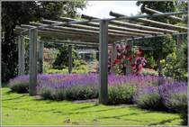 Bremen. Im weitlufigen Rhododendronpark gibt es vielerlei Pflanzen zu bewundern. 11.07.2013