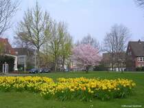 Frhlingszeit ist Bltenzeit, hier in Gladbeck (Kreis Recklinghausen, NRW, April 2009)