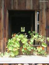 Durchblick durch den Stall der Buchelalpe (Markt Hindelang, Landkreis Oberallg�u, Sommer 2009)