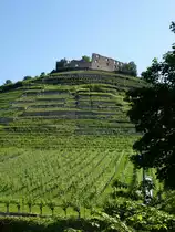 Staufen im Breisgau, der Burgberg mit der Ruine, die um 1100-1200 erbaute Burg wurde im 30-j�hrigen Krieg zerst�rt und nicht wieder aufgebaut, kann besichtigt werden, Aug.2013