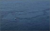 Scilla - Die Gegenspielering von der Skylla war Charybdis, ein Seeungeheuer, das mittels eines Meeresstrudels die Seeleute verschlang. Odysseus hielt sich an einem Feigenzweig fest und entkam ihr als Einzigr. Sommer 2013. @Admins: Sorry ist zwar kein Stdtchen drauf, aber untrennbar mit Skylla verbunden...