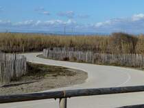 Frankreich, Languedoc, Hrault, der Radweg Ste-Marseillan, links und rechts die rehabilitierten Dnen. 04.02.2014