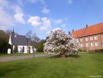 Schlosskapelle und Haupthaus von Schloss Herten und davor eine blhende Stern-Magnolie (Kreis RE, NRW, Mrz 2014)